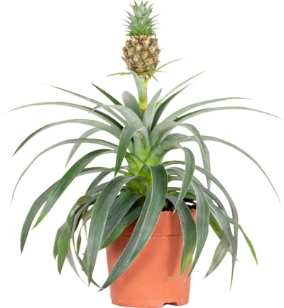 Bloomique - Ananas Mi Amigo - Ananasplant - Kamerplanten - Diervriendelijk - Luchtzuiverend - Hoogte 30-40 cm - Pot 12 cm