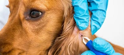 Basic Health Essentials – Tekentang / Tekenpen – Voor Mens & Dier – Blauw of Rood – Veilig & Eenvoudig Teken Verwijderen