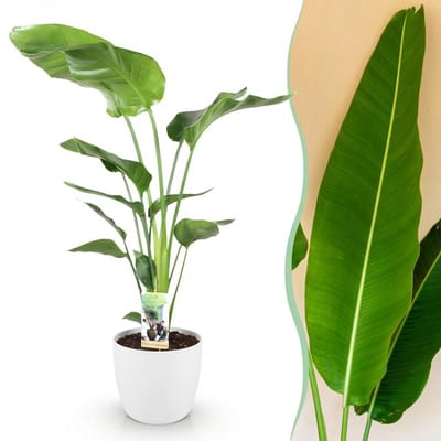 Plantenboetiek.nl | Strelitzia Nicolai - Paradijsvogelbloem - Weinig onderhoud - Groen - met Potter Wit - Ø21cm - 110-120cm hoog - Kamerplant - Arrangement - Plant met pot