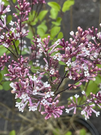 Syringa microphylla 'Superba' - Sering 40 - 50 cm in pot