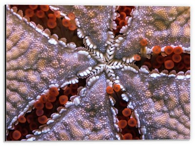 Dibond - Bloemvormig Koraal - 40x30cm Foto op Aluminium (Wanddecoratie van metaal)