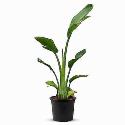 Onderhoudsvriendelijke Exotische Kamerplant met Opmerkelijke Bloemen - 80-100 cm