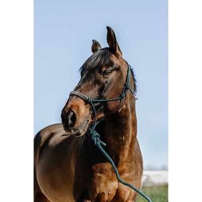 Halster en touwset voor paarden Norton Deco