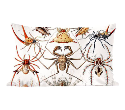 Sierkussens - Kussentjes Woonkamer - 50x30 cm - Retro - Spin - Ernst Haeckel - Spinnen