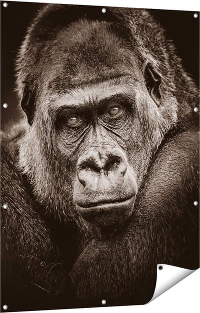 Gards Tuinposter Gorilla - Zwart Wit - 90x120 cm - Tuindoek - Tuindecoratie - Wanddecoratie buiten - Tuinschilderij