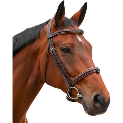 Bridon paardrijden gecombineerde neusriem 1/2 rond Canter Vagabond