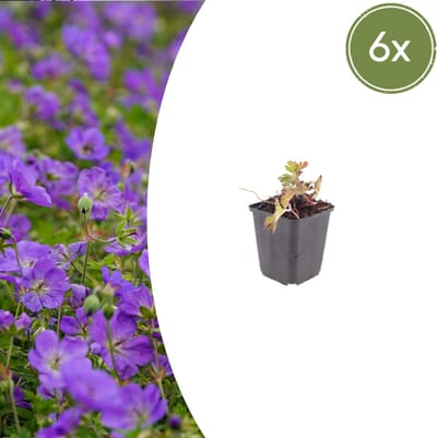 Tuinplantenshop.com | Geranium 'Azure Rush' | 6 stuks - Ø9cm - 10-25cm hoog - Tuinplant