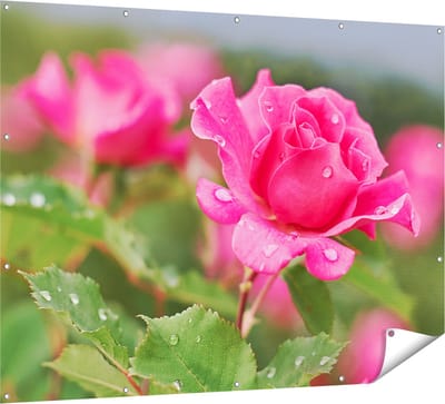 Gards Tuinposter Roze Roos met Waterdruppels - 160x120 cm - Tuindoek - Tuindecoratie - Wanddecoratie buiten - Tuinschilderij