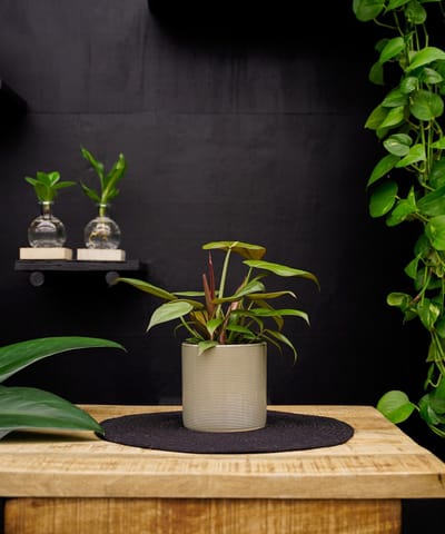 Philodendron Summer Glory | 35cm | met off white keramieken pot