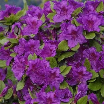 Japanse Azalea - Struik Plant - Tuin Decoratie - Makkelijk te Kweken - 1 Stuk - Paars