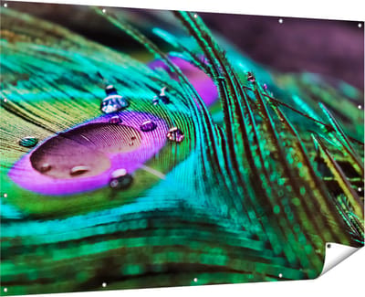Gards Tuinposter Kleurrijke Pauw Veer met Waterdruppels - 180x120 cm - Tuindoek - Tuindecoratie - Wanddecoratie buiten - Tuinschilderij