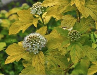 Physocarpus opulifolius 'Dart's Gold' - Blaasspirea, Sneeuwbalspirea 30 - 40 cm in pot
