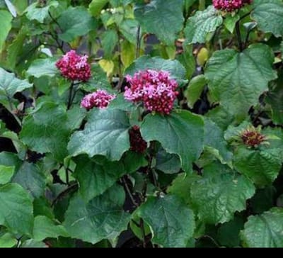 1 x Clerodendrum bungei - Kansenboom, Pindakaasstruik (Omwille Van De Bladgeur) 40- 60 cm in pot