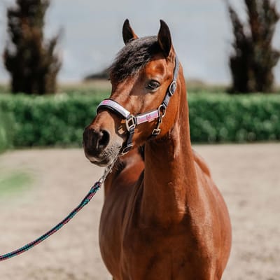 Halsterset Red Horse Akira Holografisch - Pony