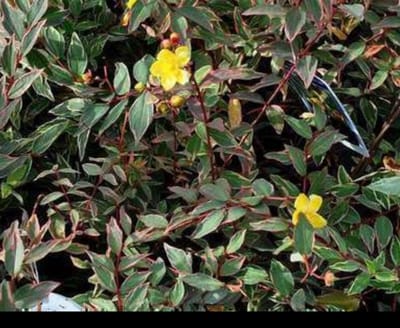 2 x Hypericum moserianum 'Tricolor' - Herfsthooi, Sint Janskruid 30- 40 cm in pot