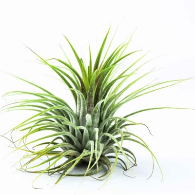 JUNAVERA Tillandsia Groen | Onderhoudsarme luchtplant zonder aarde | ca. 6 cm groot | Geschikt voor terraria en decoratie