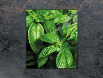 TMK ArtDeko - Snijplank - Glas - 45x52 cm - Basilicum ontwerp