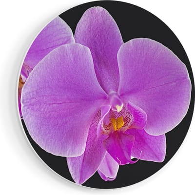 Artaza Forex Muurcirkel Licht Paarse Orchidee - Bloem - 70x70 cm - Wandcirkel - Rond Schilderij - Wanddecoratie Cirkel - Muurdecoratie