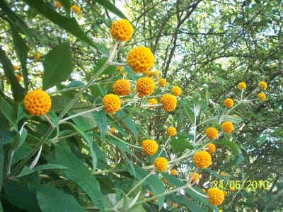 Buddleja Globosa - Set van 2 - Vlinderstruik - Pot 3 liter - Geel Oranje Bloem