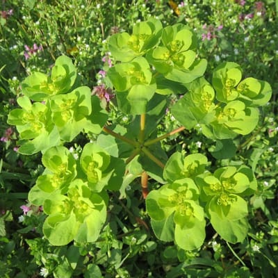 Rotswolfsmelk (Euphorbia amygdaloides subsp. Robbiae) - Euphorbia amygdaloides robbiae - Amandelwolfsmelk - Groenblijvend - Vaste planten