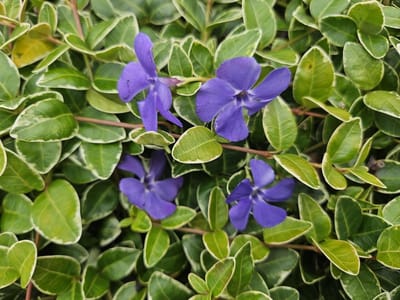 Bodembedekker Planten - Groene Vulling - Tuin Aankleden - Groenblijvende Bladeren - 48 Stuks - Lavendel