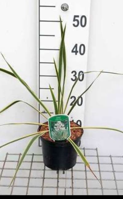 2 x Yucca filamentosa - Palmlelie 30- 40 cm in pot