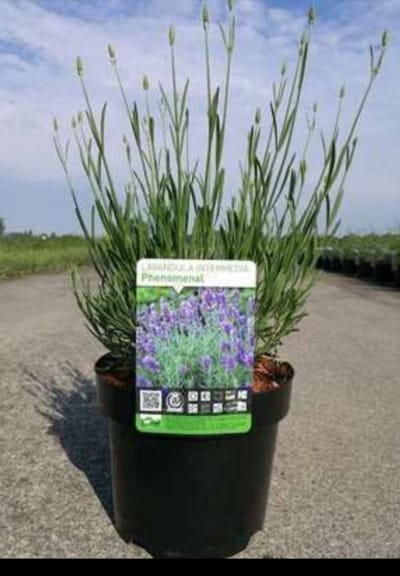 Lavandula int. 'Phenomenal'® (niko) - Lavendel In pot 3 liter