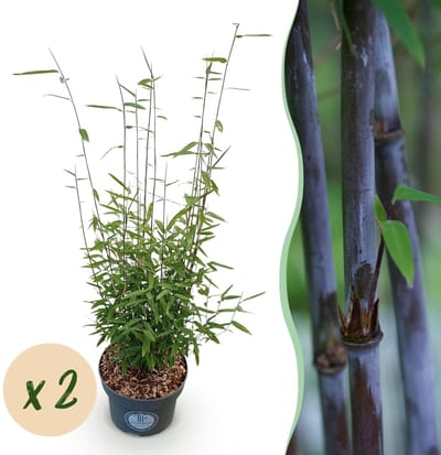 Green boutiQ - Grassen - Fargesia nitida Black Dragon - Niet Woekerende Bamboe - Bladhoudend - Groen - 2 Planten - Pot 23 cm - Hoogte 80 cm