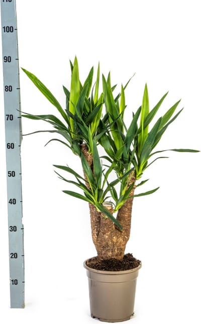 Palmlelie, Onderhoudsvriendelijke Groene Plant, Tropische Sferen, Yucca Elephantipes Ø21cm - 60-65cm