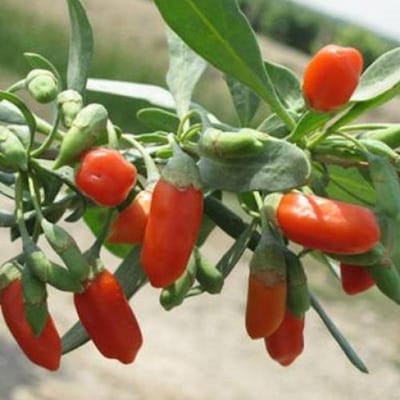 Goji Bes zaden