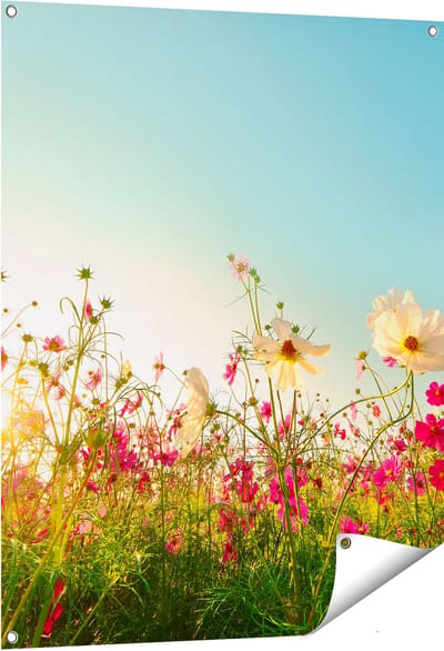 Gards Tuinposter Kosmos Bloemenveld met een Opkomende Zon - 80x100 cm - Tuindoek - Tuindecoratie - Wanddecoratie buiten - Tuinschilderij