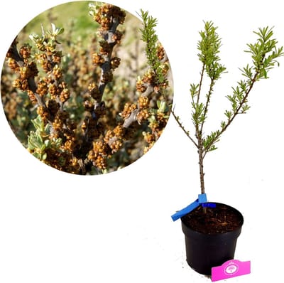 Hippophae rhamnoides 'Pollmix', Duindoorn, Mannelijk, 2 liter pot