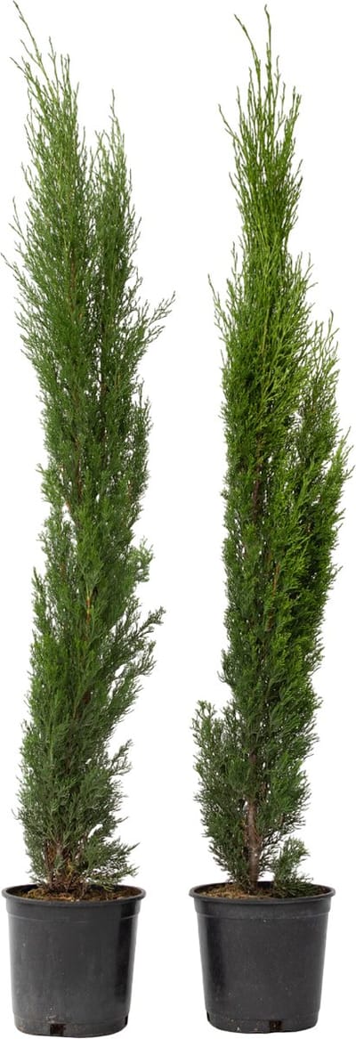 Plant in a Box - Cupressus sempervirens - Set van 2 Toscaanse Cipres - Zuilvormige conifeer - Pot 19cm - Hoogte 70-80cm