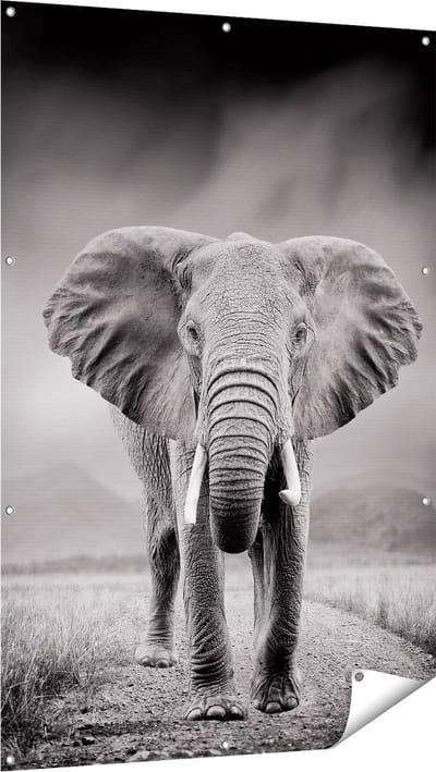 Gards Tuinposter Olifant - Zwart Wit - 100x150 cm - Tuindoek - Tuindecoratie - Wanddecoratie buiten - Tuinschilderij