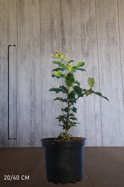 Plants Online - Haagplanten - Heesters - Hulst - Pot 20-40 cm - set van 10 - Geschikt als hoge haag - Inbraakwerend - Vruchtdragend - Wintergroen