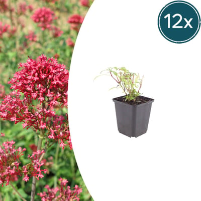 Tuinplantenshop.com | Centranthus ruber 'Coccineus' | 12 stuks - Ø9cm - 10-25cm hoog - Tuinplant