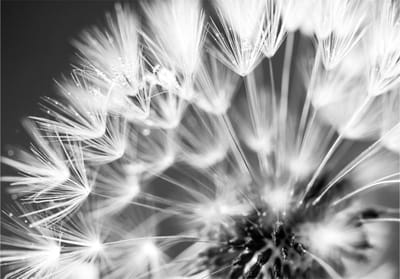 Fotobehang - Dandelion: Kiss of the Morning.