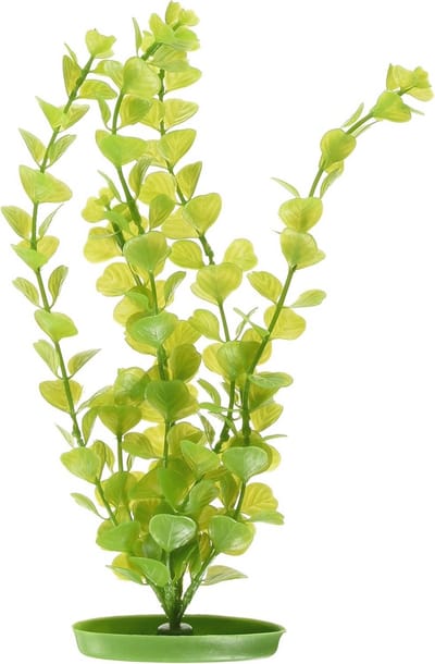 Grote Moneywort Plant voor Aquarium - 30 cm