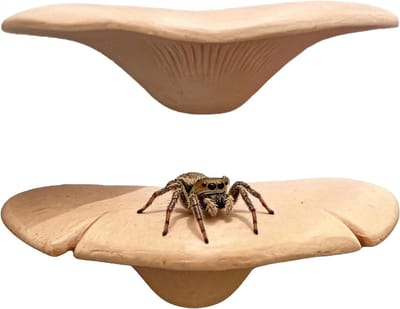 2 stuks springspinnen accessoires paddenstoel Beige behuizing accessoires voor huisdieren springspinnen - ShopVlot