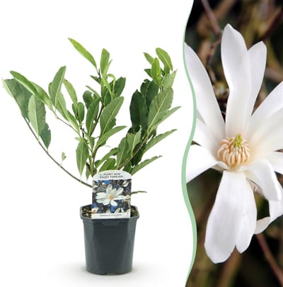 Magnolia Stellata - Bloem Wit - 1 Plant - Bladverliezend - Weinig Onderhoud - Pot 17cm Hoogte 45cm