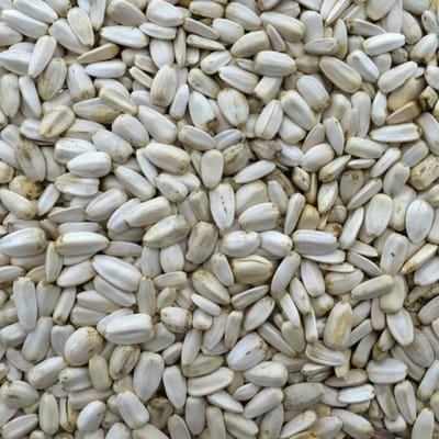 Zonnepitten - zonnebloempitten - vogelvoer -binnenvogels - buitenvogels - wintervoer - 500 gram