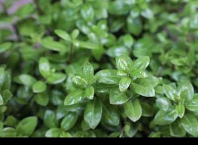 Pittosporum ten. 'Golf Ball'® - Australische Laurier 30- 40 cm in pot