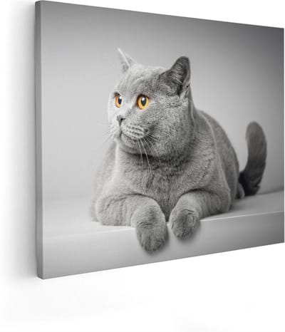 Artaza Canvas Schilderij Britse Kortharige Kat - 50x40 cm - Muurdecoratie Dierenkop - Wanddecoratie Woonkamer - Kamer Accessoires