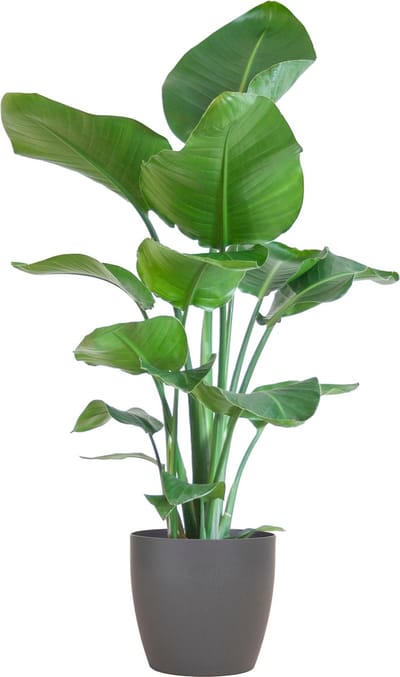 Plantenboetiek.nl | Strelitzia Nicolai met Viber pot grijs - Ø21cm - 70-80cm hoog - Kamerplant - Groenblijvend