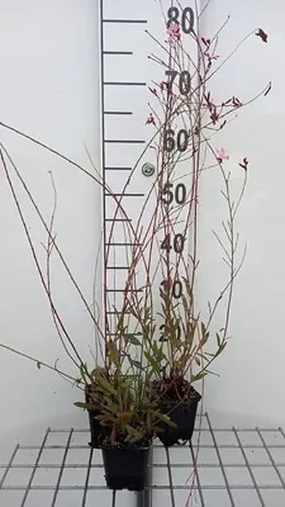6x Gaura - Gaura lindh. 'Geyser Pink' ( oenothera lindh.) | 9x9 cm pot
