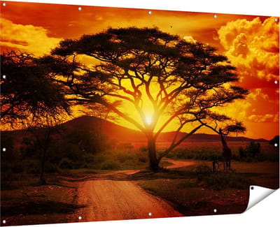 Gards Tuinposter Zonsondergang Achter een Savanne Boom - 180x120 cm - Tuindoek - Tuindecoratie - Wanddecoratie buiten - Tuinschilderij