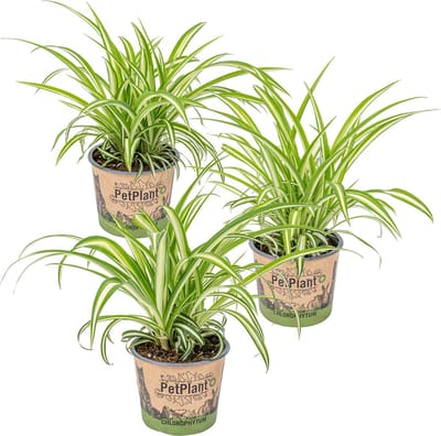 Bloomique - Set van 3 - Chlorophytum Variegatum - Graslelie - Kamerplanten - Luchtzuiverend - Diervriendelijk - Hoogte 20-30 cm - Pot 12 cm