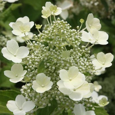 Hydrangea Paniculata 'Tardiva' - Hortensia - 40-50 cm in pot: Late bloeier met grote witte bloempluimen.