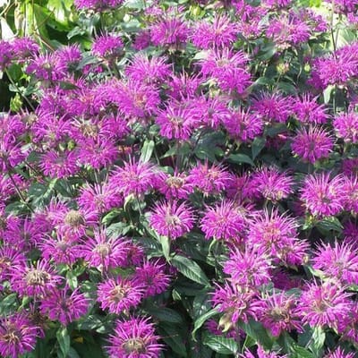 6 x Monarda 'Praerienacht' - Bergamotplant pot 9x9cm