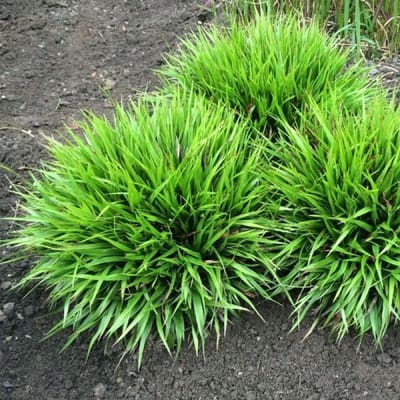 12 x Veldbies Groen - Wintergroen Siergras - Luzula pilosa Igel in 9x9cm pot met hoogte 5-10cm